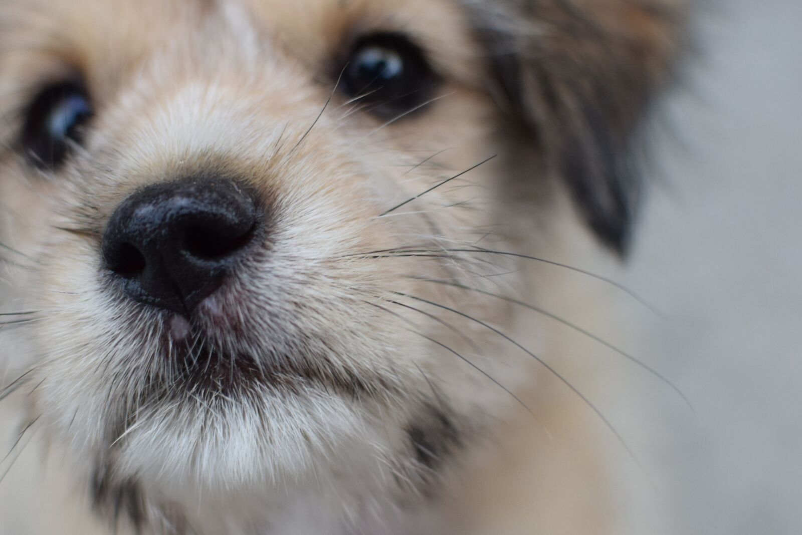 Nikon D5300 sample photo. Dog, puppy, cute photography