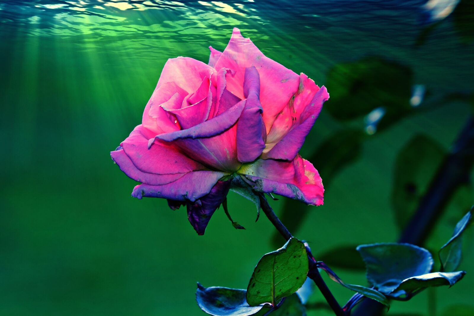 Nikon D750 sample photo. Rose, flower, plant photography