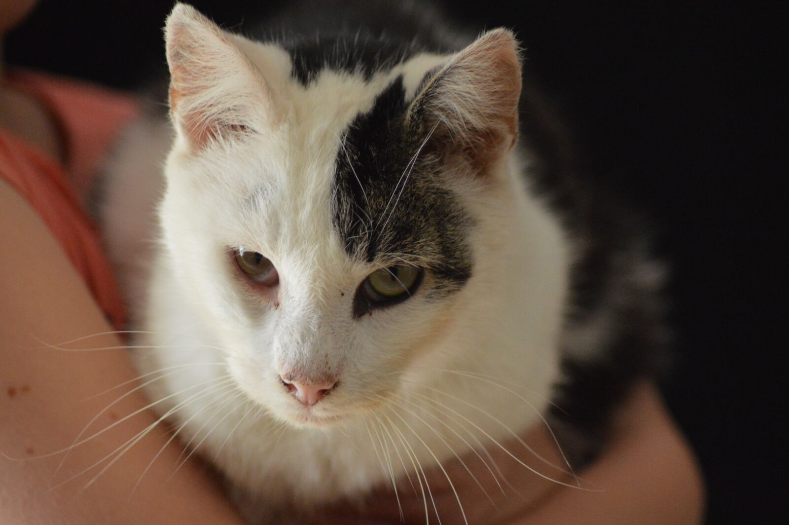 Nikon D3200 sample photo. Animal, cat, feline photography