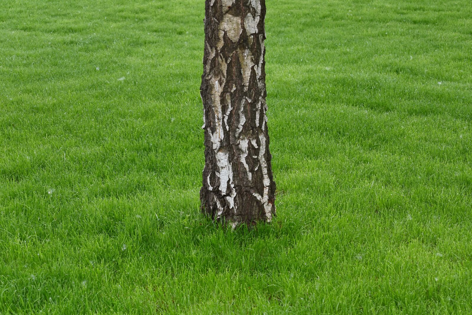Nikon D5500 sample photo. Birch, green grass, spring photography