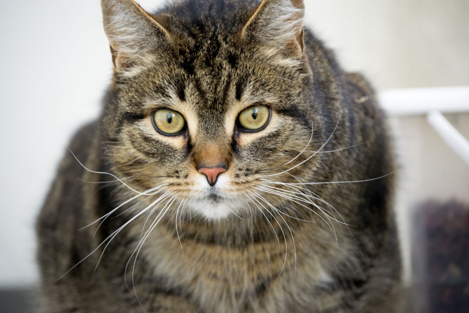 Nikon D3300 sample photo. Cat, eyes, fur animals photography