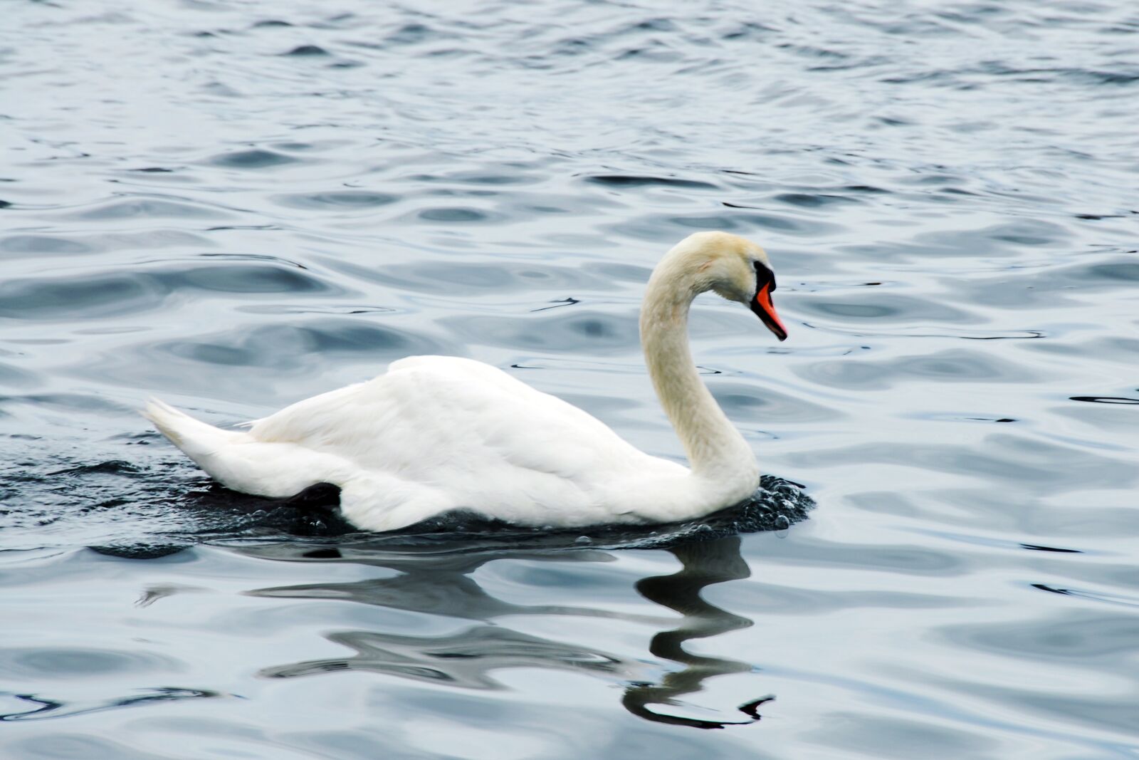 Nikon D200 sample photo. Bird, water, nature photography