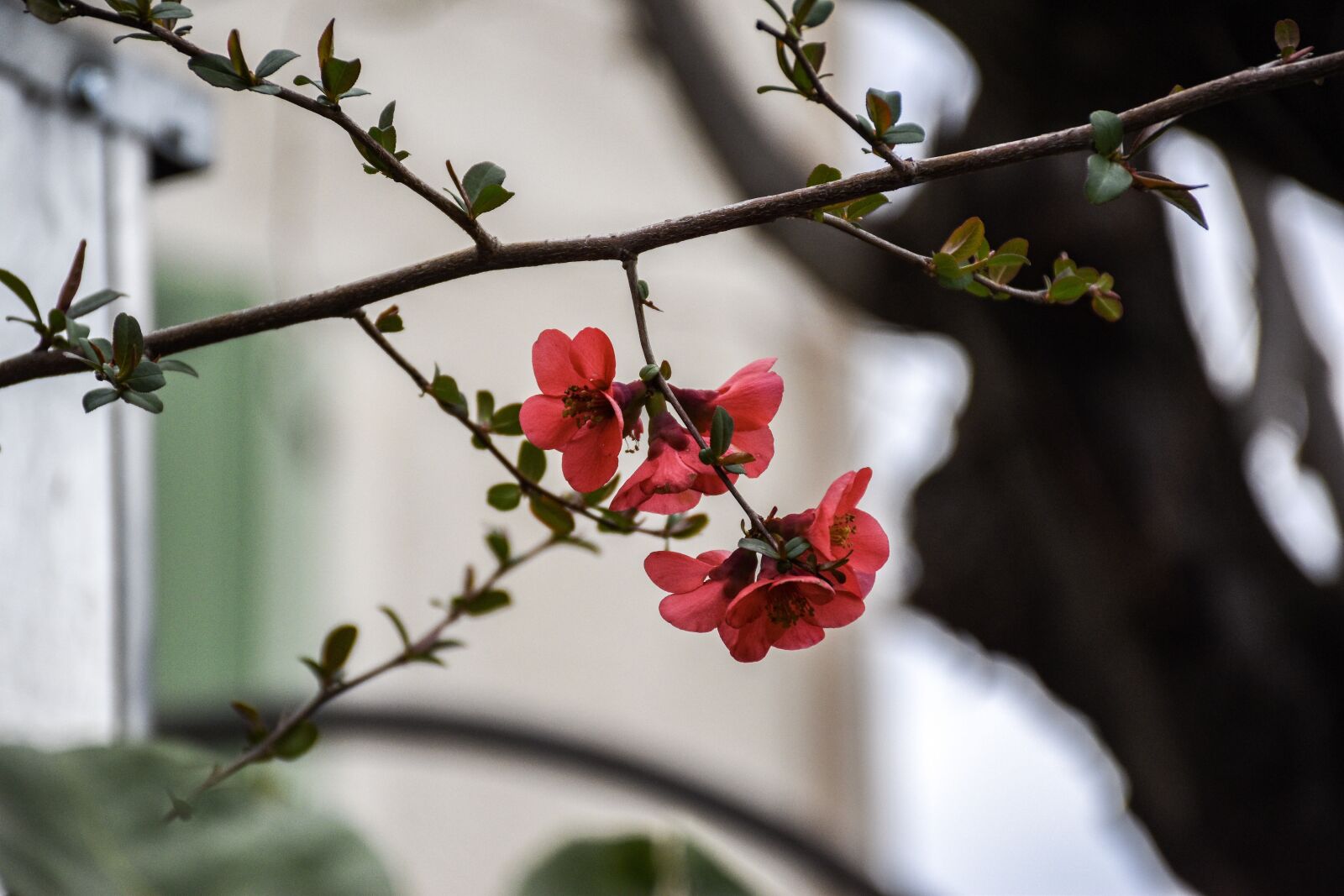 Nikon D5600 sample photo. Flowers, tree, bloom photography