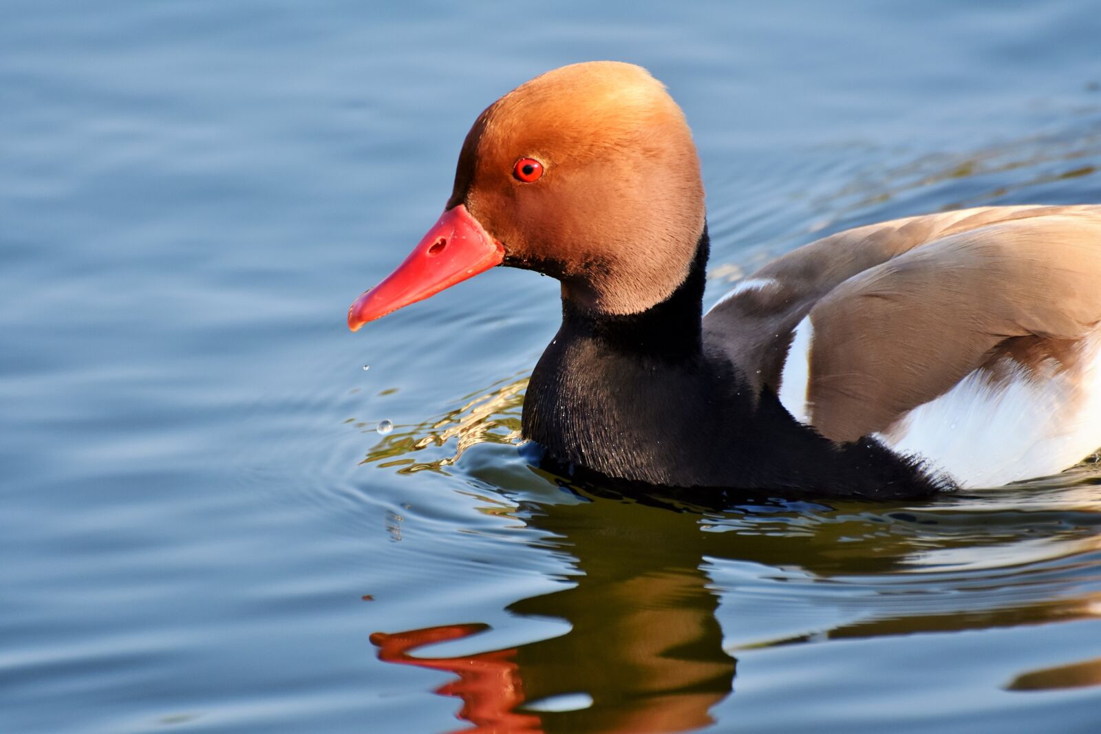 Nikon D7200 sample photo. Piston duck, duck, water photography