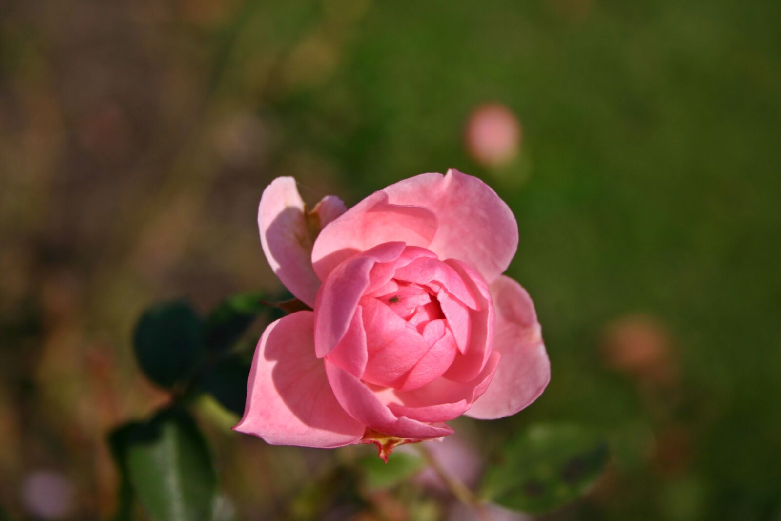 Canon EOS 300D (EOS Digital Rebel / EOS Kiss Digital) sample photo. Rose, pink, plant photography