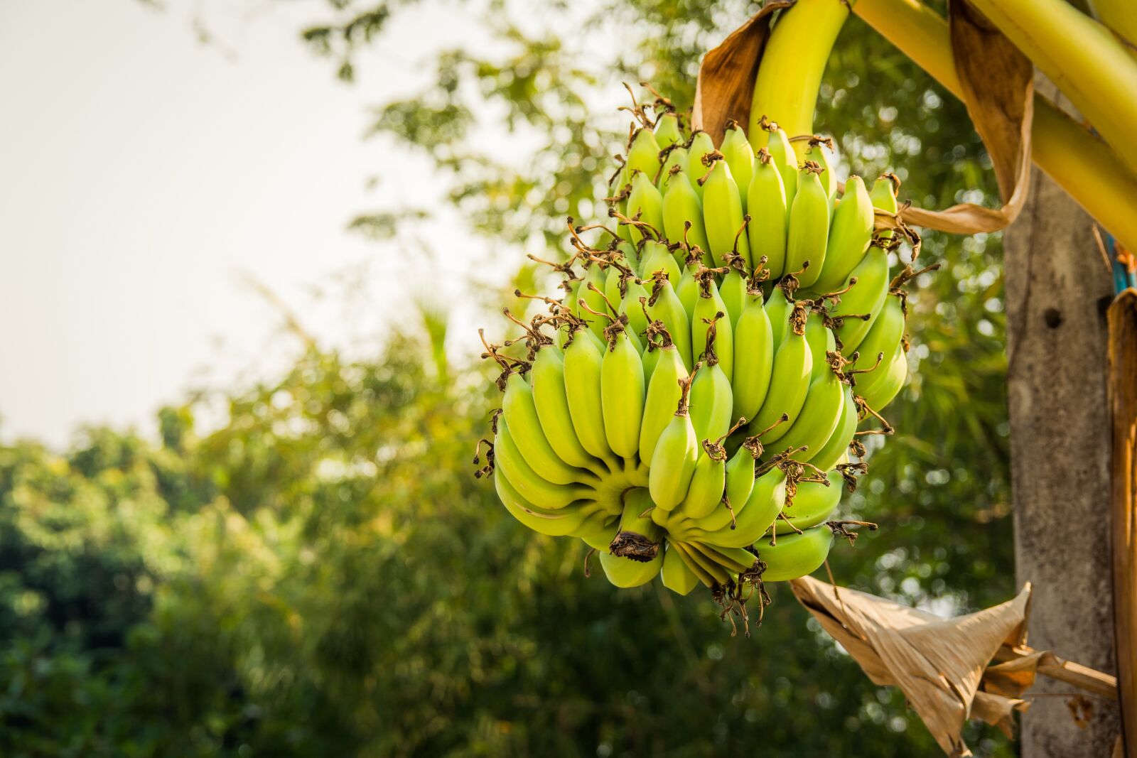 Nikon D7100 sample photo. Banana shrub, nature, tree photography