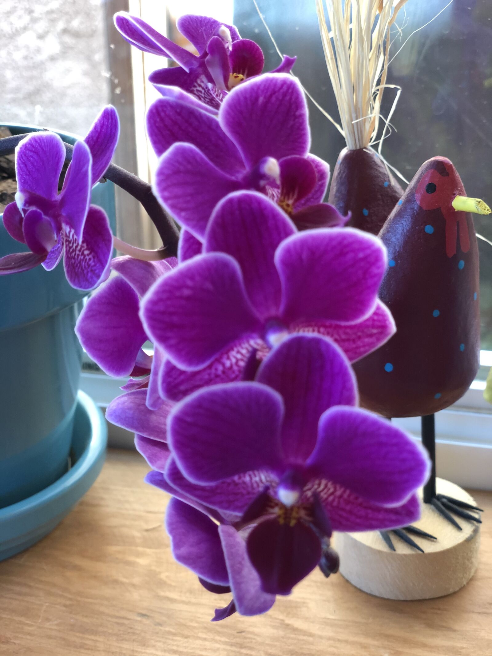 iPhone X back dual camera 6mm f/2.4 sample photo. Orchid, purple, flowers photography