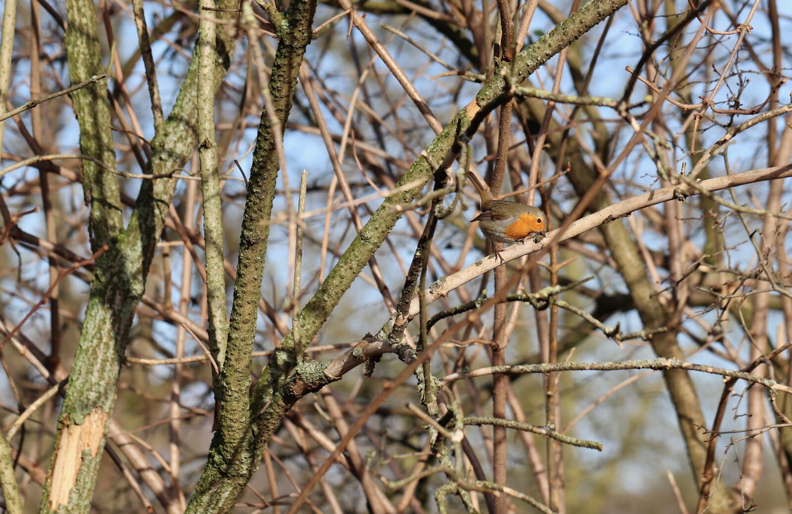 Canon EOS 800D (EOS Rebel T7i / EOS Kiss X9i) sample photo. Robin, songbird, bird photography