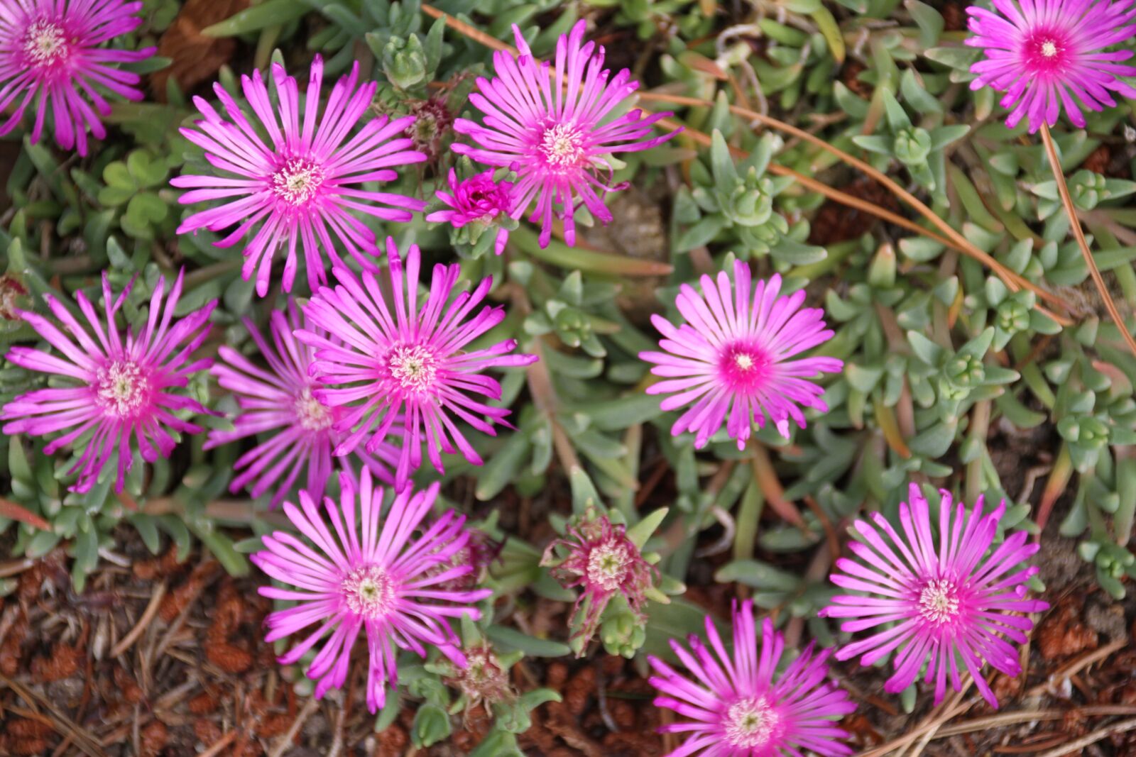 Canon EOS 7D sample photo. Pourpier vivace, purple flower photography