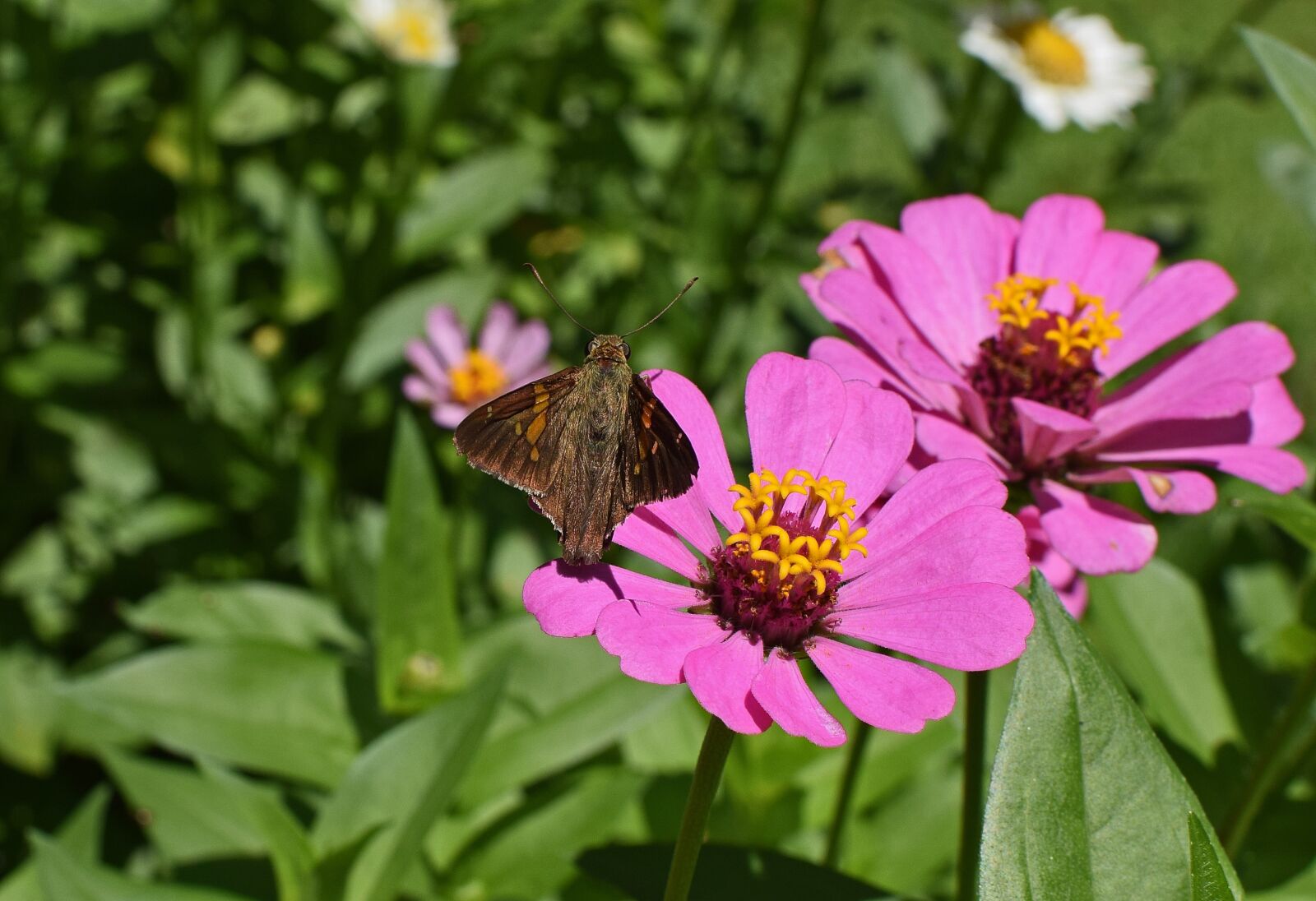Nikon D3300 sample photo. Silver-spotted skipper on zinnia photography
