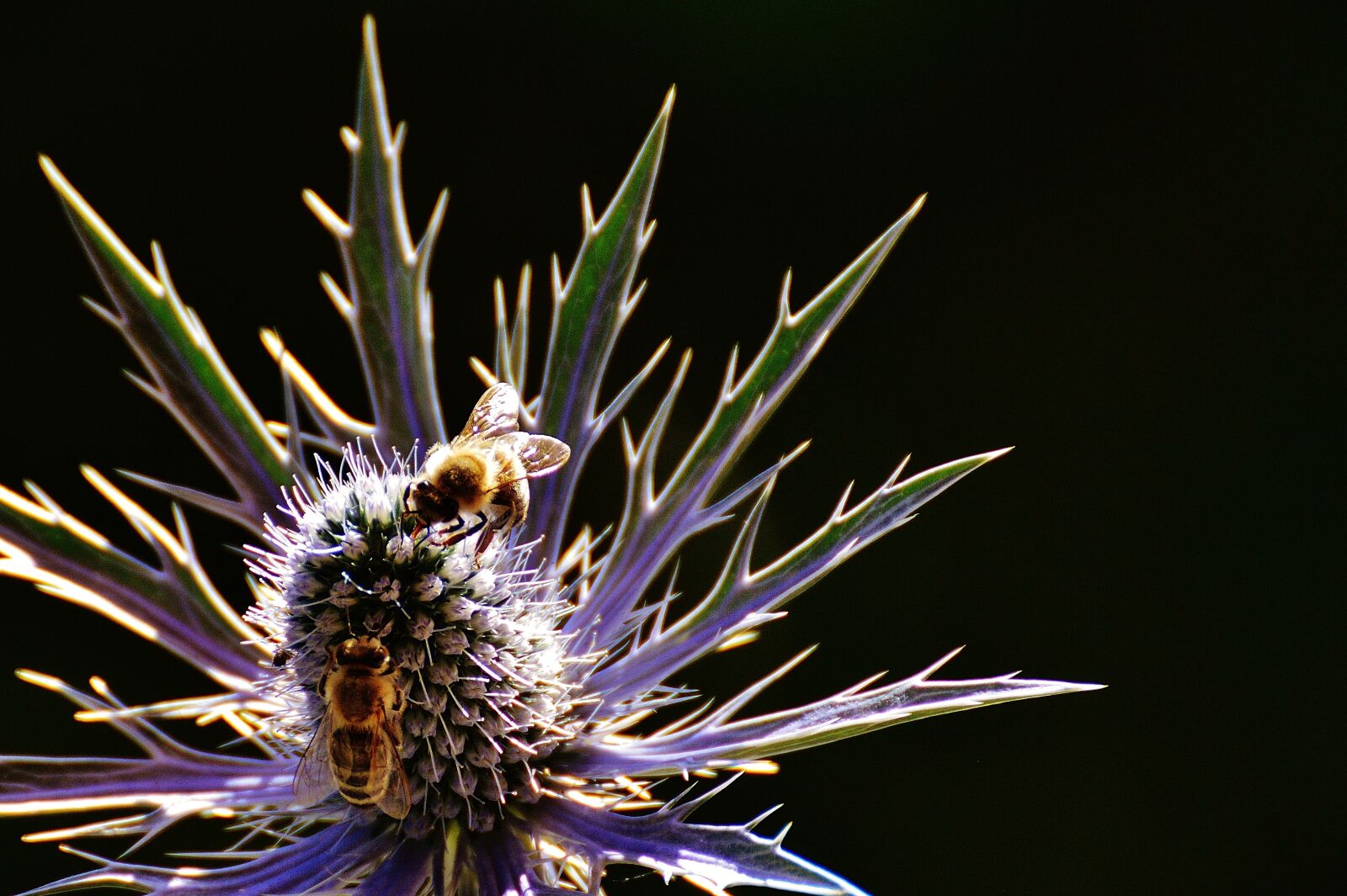 Nikon D3200 sample photo. Thistle, flower, plant photography