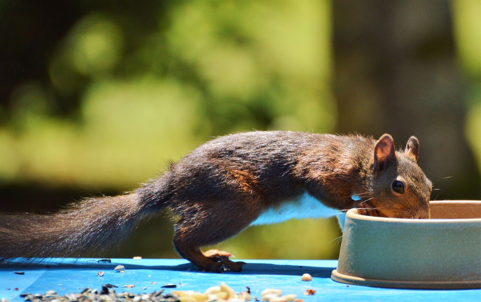 Nikon D3200 sample photo. Squirrel, nager, rodent photography