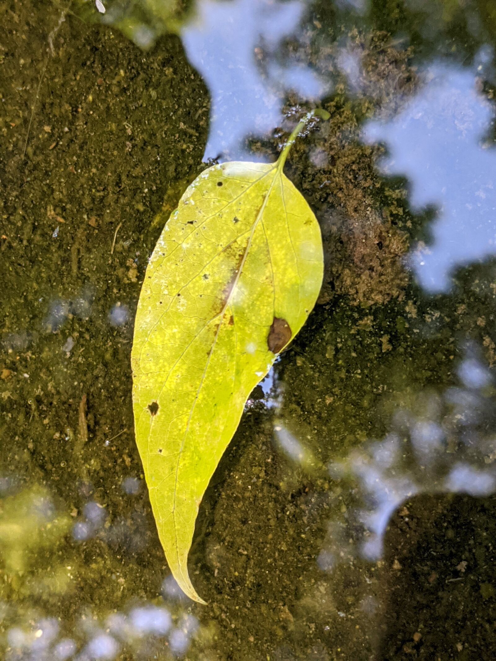 Google Pixel sample photo. Reflection, leaf, water photography