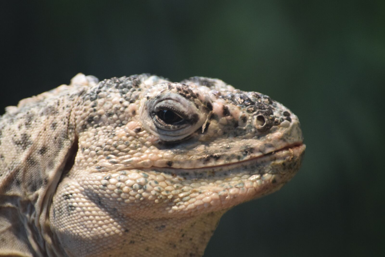Nikon D3300 sample photo. Lizard, iguana, dragon photography