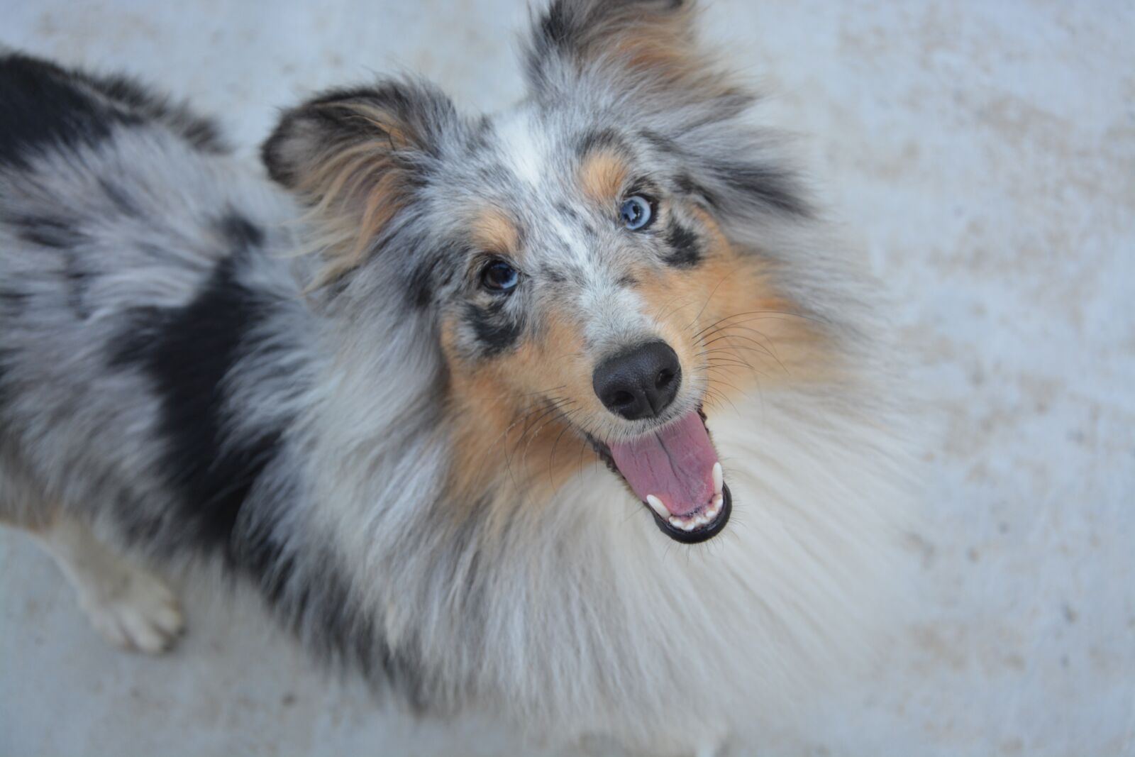 Nikon D5200 sample photo. Shetland sheepdog, dog, young photography