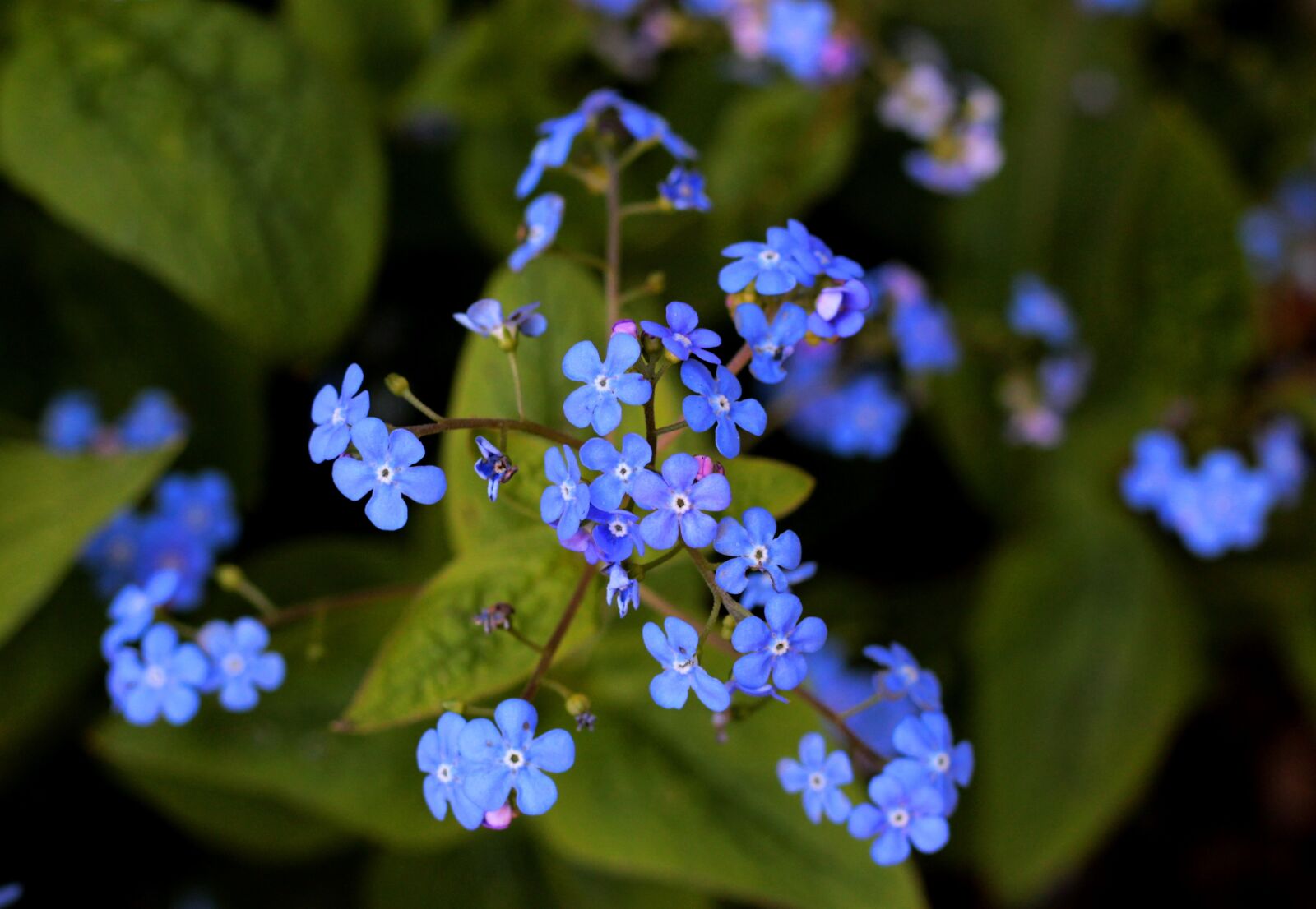Canon EOS 600D (Rebel EOS T3i / EOS Kiss X5) + Canon EF 50mm F1.8 STM sample photo. Brunnera, caucasian forget-me-not, voorjaarsbloeier photography