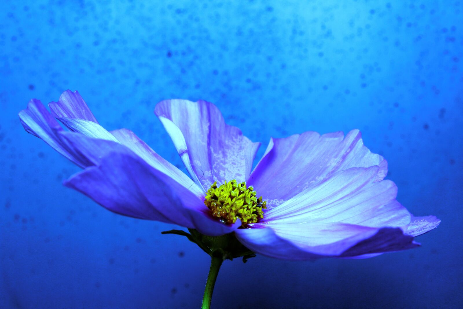 Canon EOS 1200D (EOS Rebel T5 / EOS Kiss X70 / EOS Hi) sample photo. Flower, blue, macro photography
