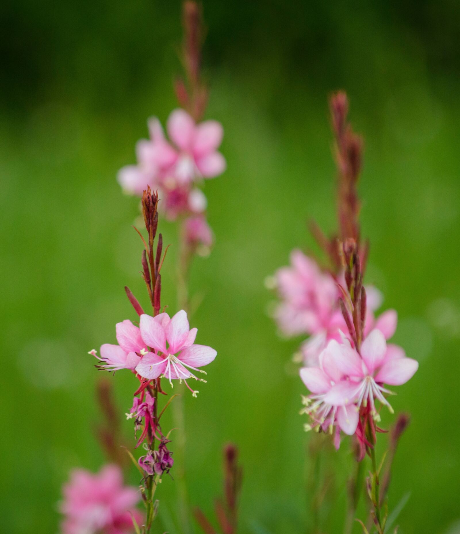 Nikon D5100 sample photo. Flowers, purple, pink photography