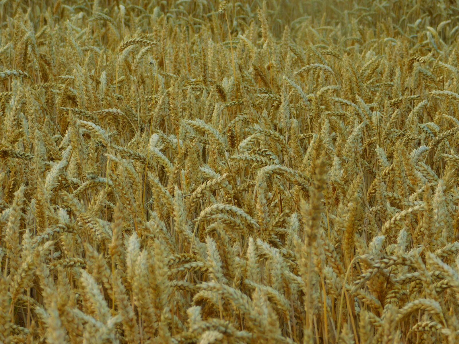 Nikon Coolpix L840 sample photo. Field, cornfield, on the photography