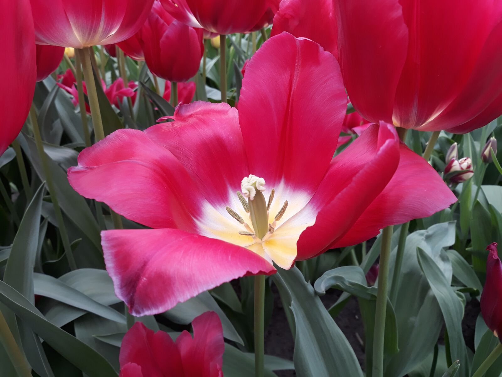 Samsung Galaxy J7 sample photo. Flower, tulip, plant photography