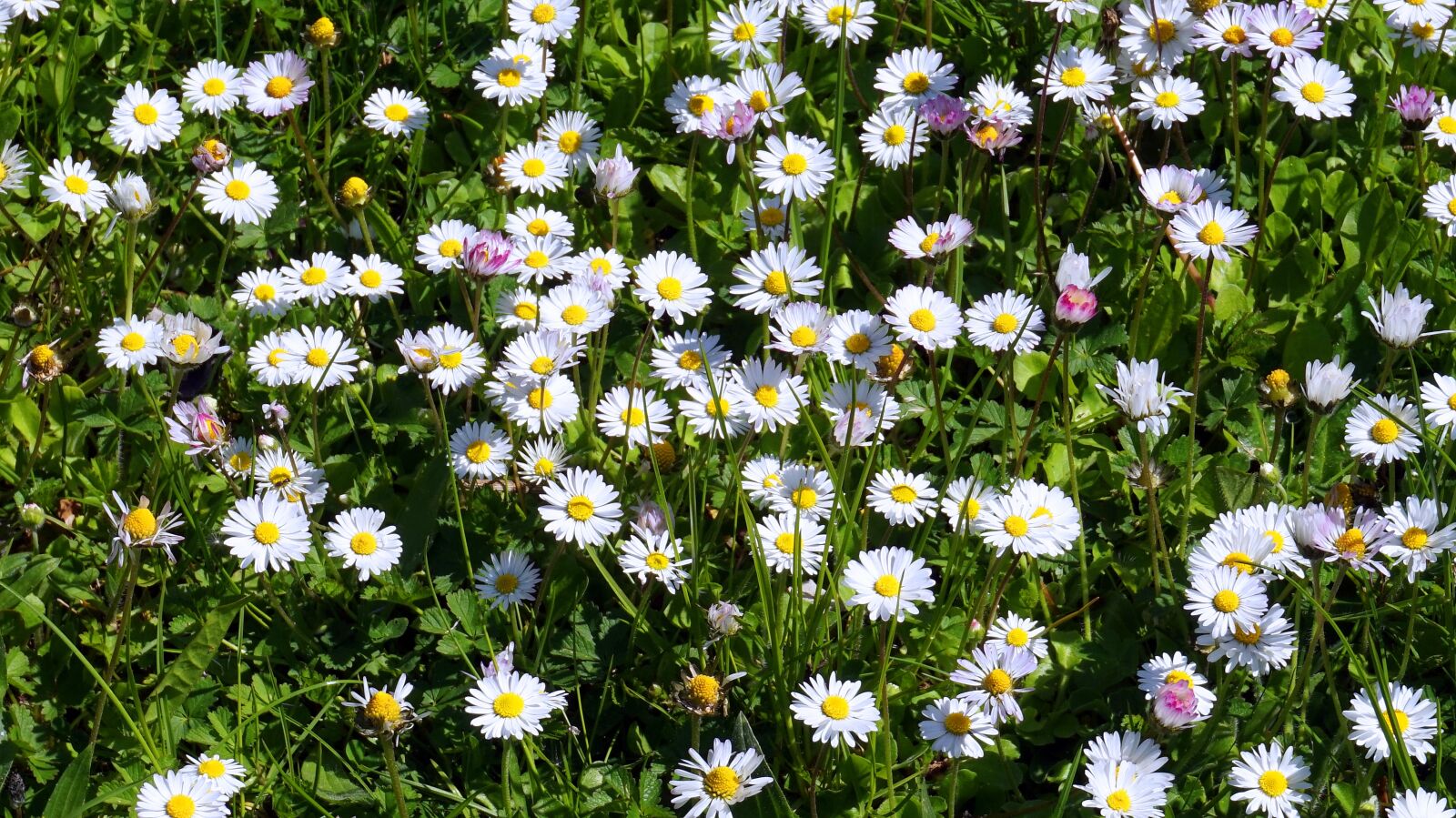 Sony Alpha a5000 (ILCE 5000) sample photo. Daisy, meadow, nature photography