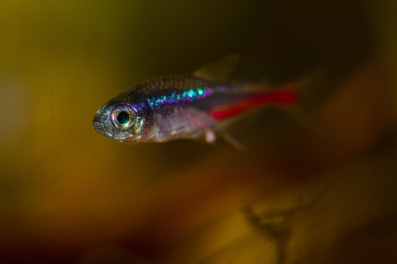 Nikon D7500 sample photo. Paracheirodon innesi, blue neon photography