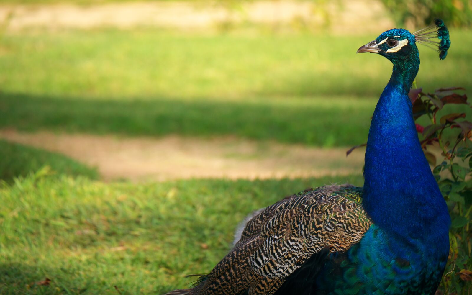 Panasonic Lumix DMC-GX7 sample photo. Birds, peacock, color photography