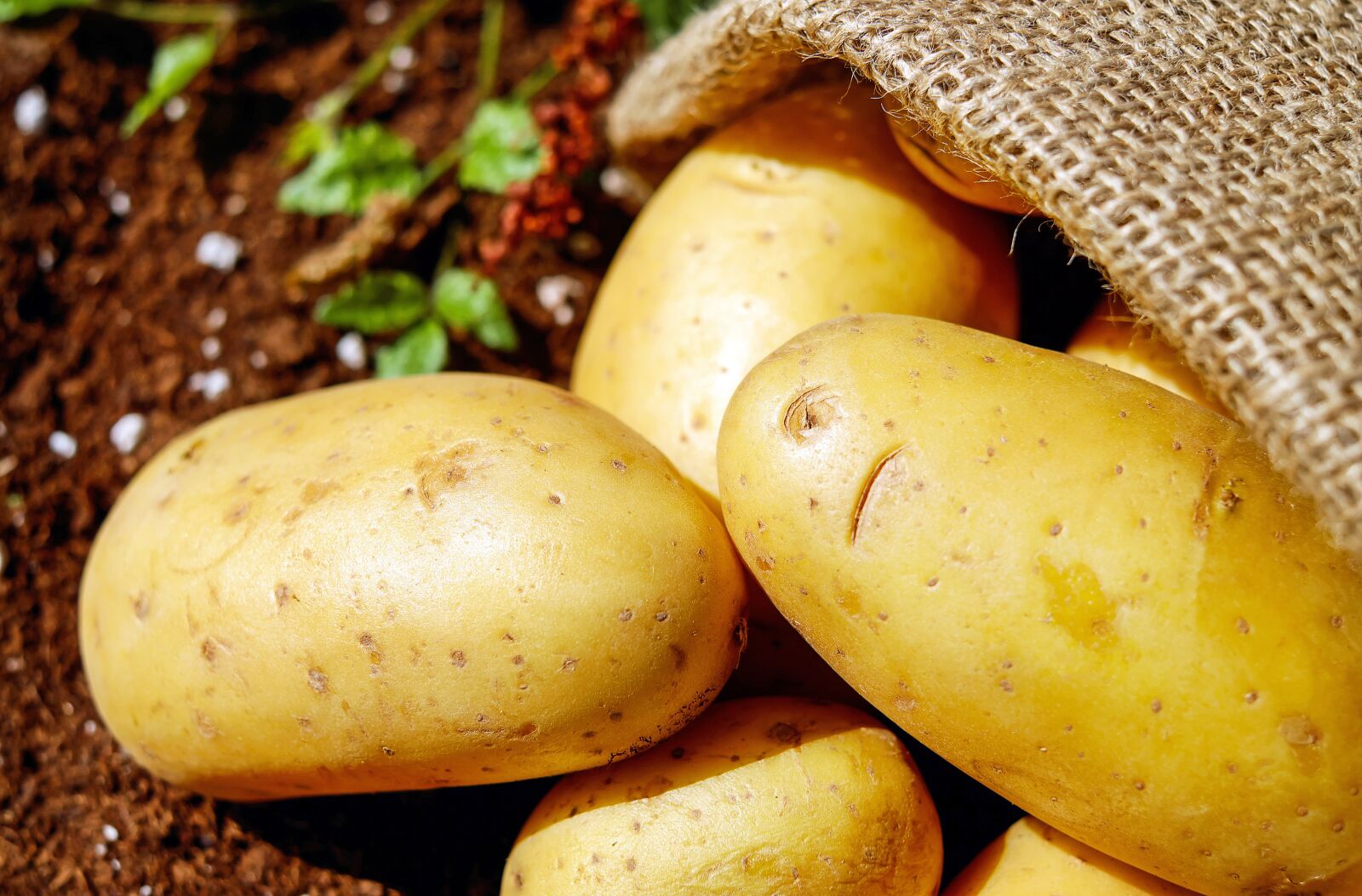 Fujifilm X-T10 + Fujifilm XF 35mm F1.4 R sample photo. Potatoes, vegetables, erdfrucht photography
