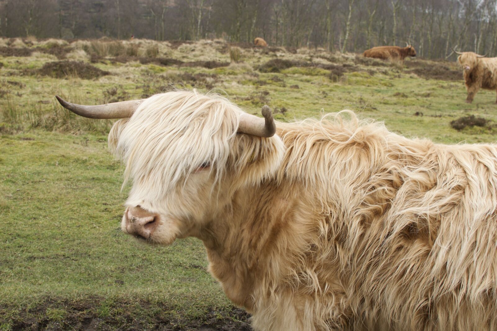 Nikon D3300 sample photo. Cow, animal, nature photography