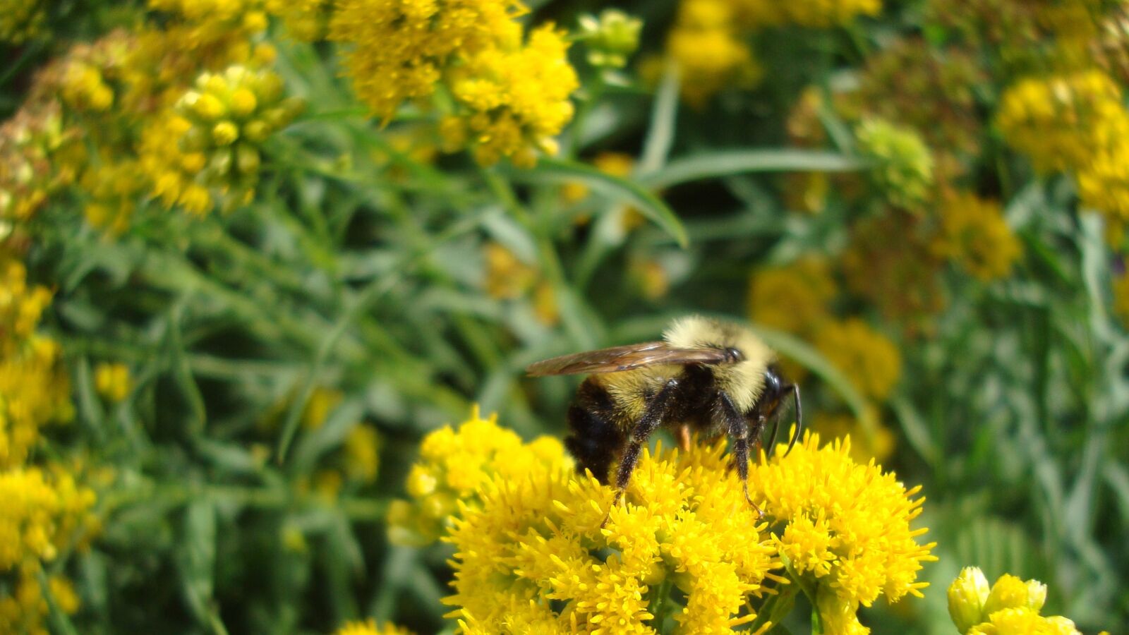 Sony Cyber-shot DSC-W120 sample photo. Bumblebee, bee, insect photography