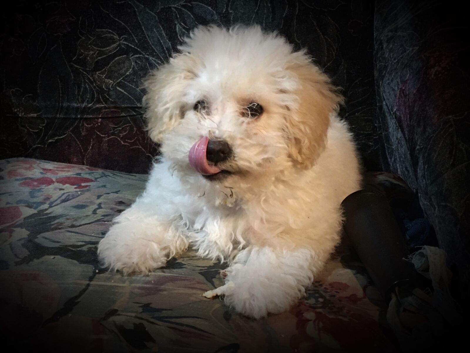 iPhone 6s Plus back camera 4.15mm f/2.2 sample photo. Dog, toy poodle, animals photography