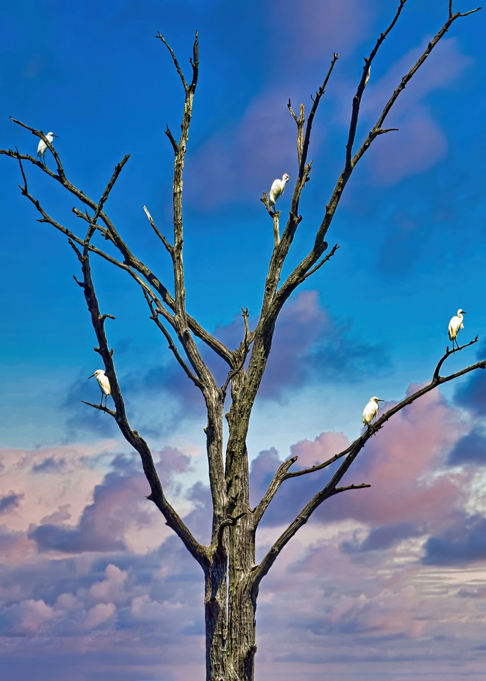 Nikon D3300 sample photo. Egret, tree, sunset photography