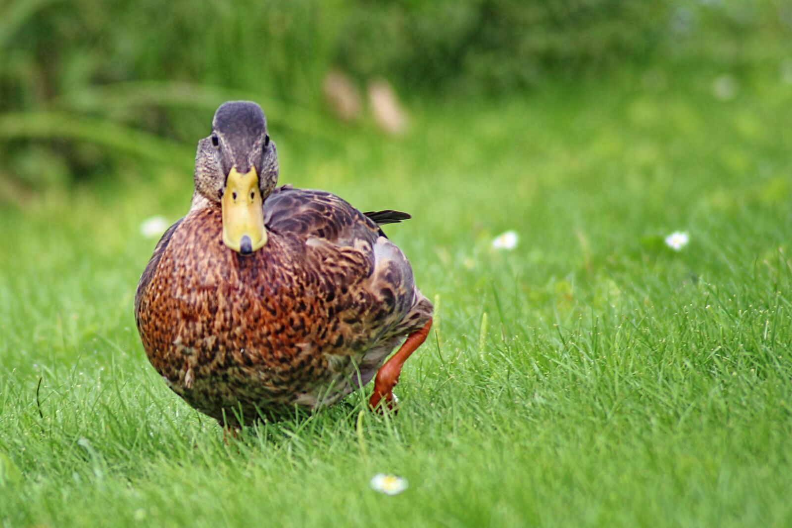 Canon EOS 600D (Rebel EOS T3i / EOS Kiss X5) sample photo. Duck, mallard, meadow photography