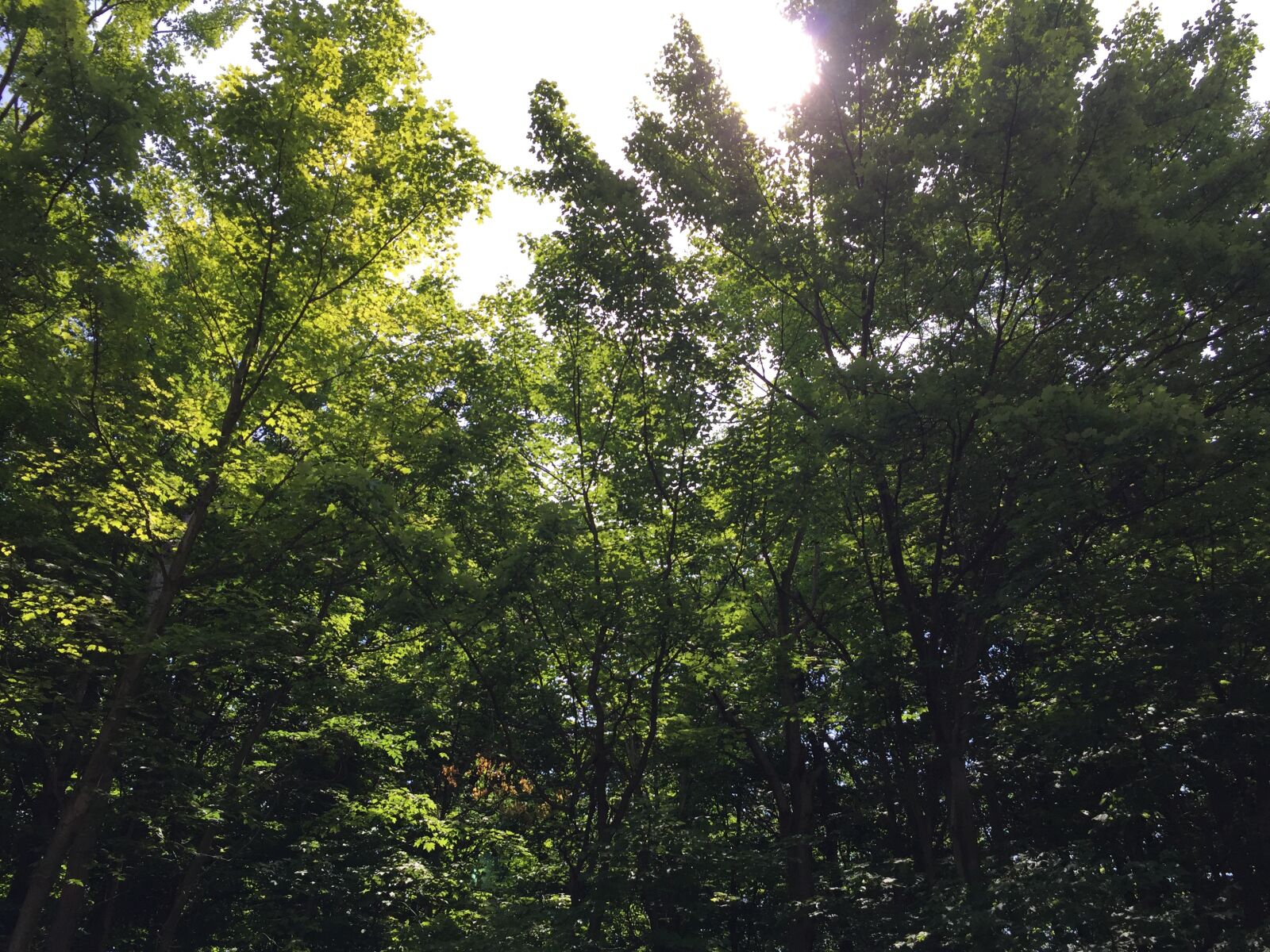 iPhone 6 back camera 4.15mm f/2.2 sample photo. Tree, old, green photography