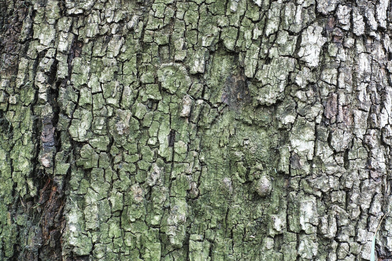 Sigma DP3 Merrill sample photo. Tree, texture, billet photography