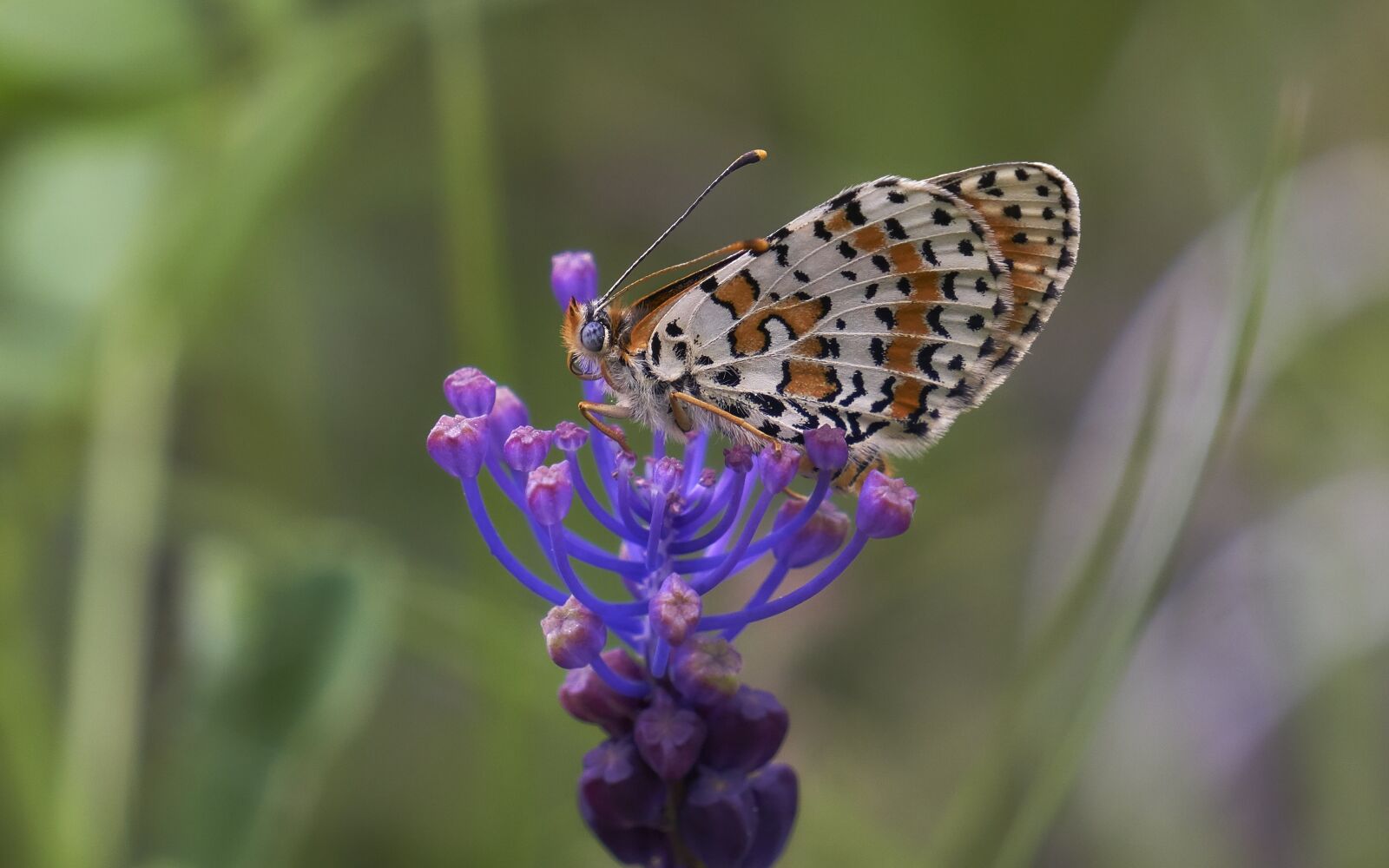 Sony E 55-210mm F4.5-6.3 OSS sample photo. Butterfly, flower, nature photography