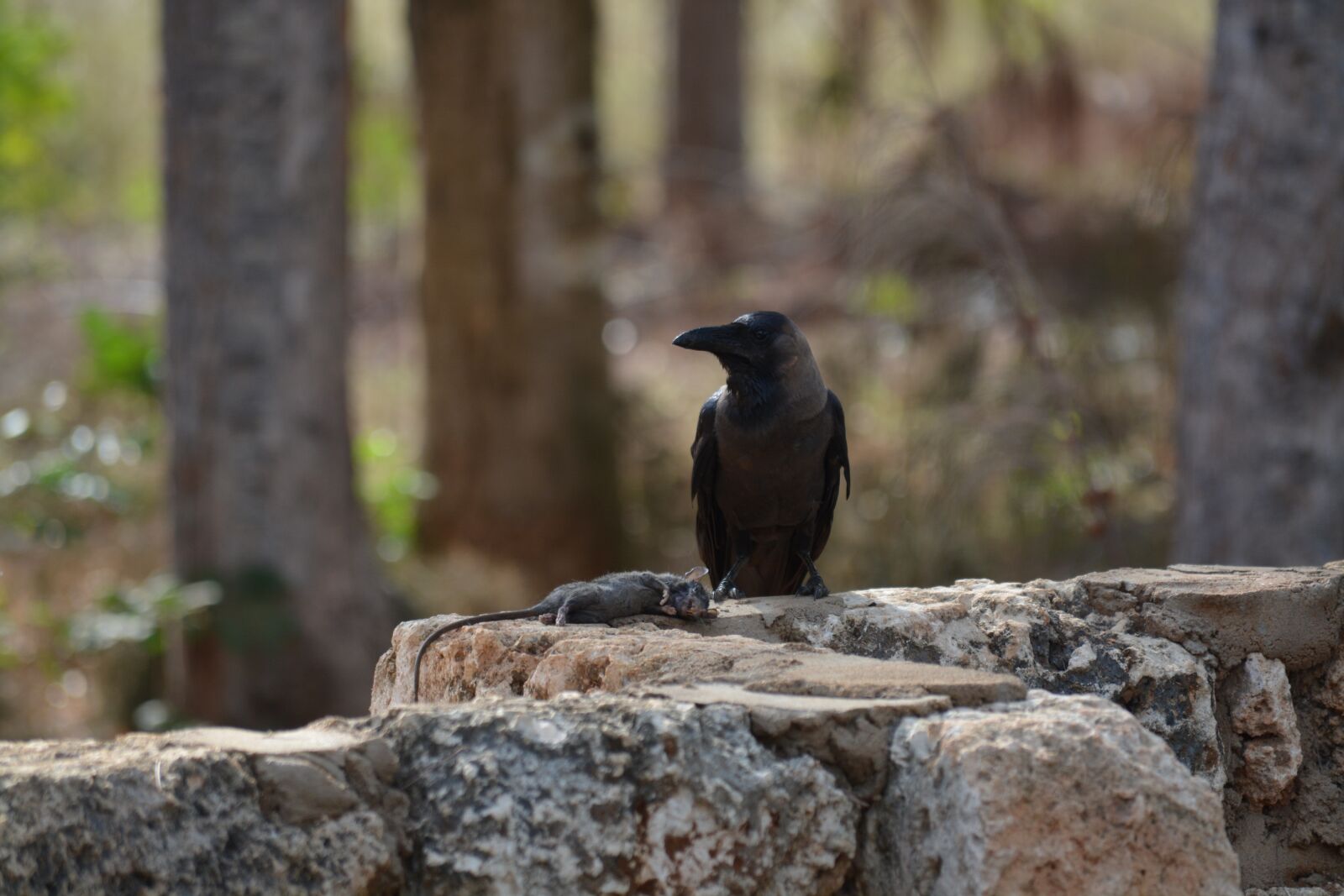 Nikon D5200 sample photo. Death, crow, raven photography