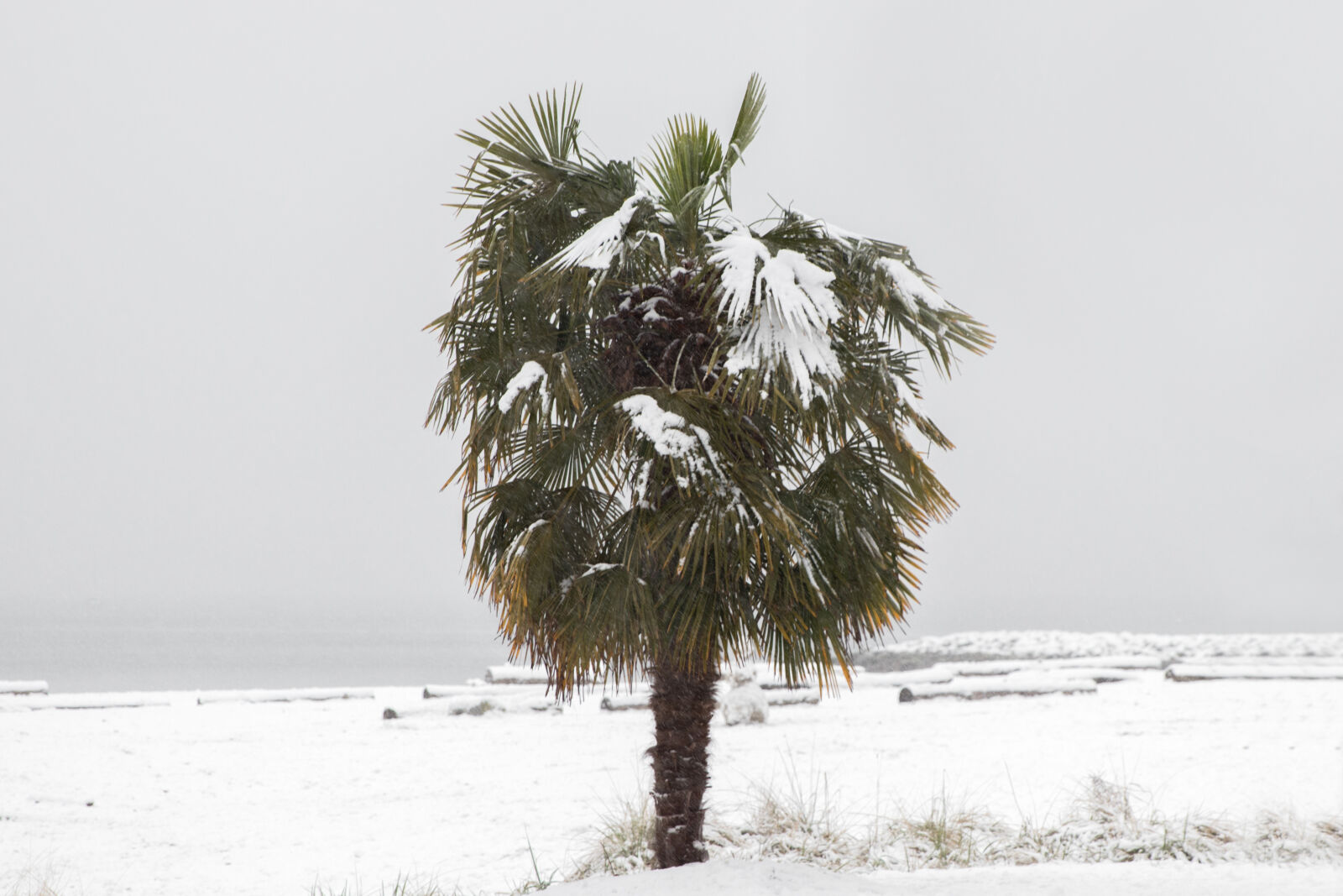 Canon EOS 80D + Canon EF 24-70mm F2.8L II USM sample photo. Ocean, palm, tree, winter photography