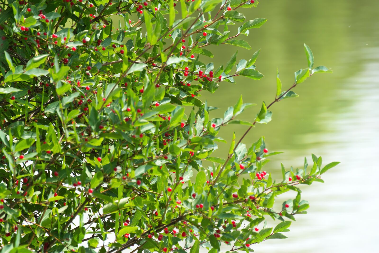 Nikon D5300 sample photo. Shrub, the plant, the photography