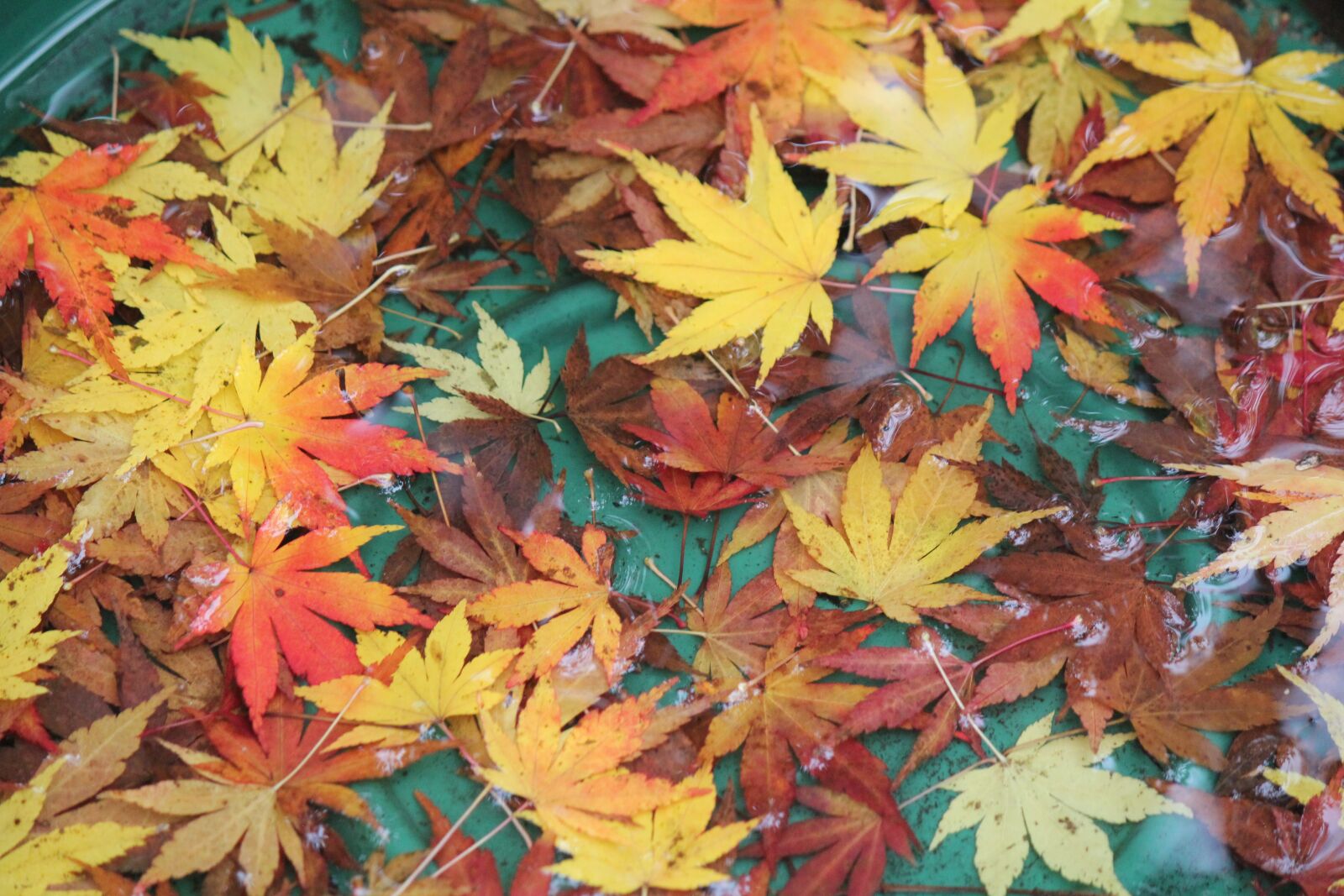 Canon EOS 550D (EOS Rebel T2i / EOS Kiss X4) sample photo. Autumn, fall, orange photography