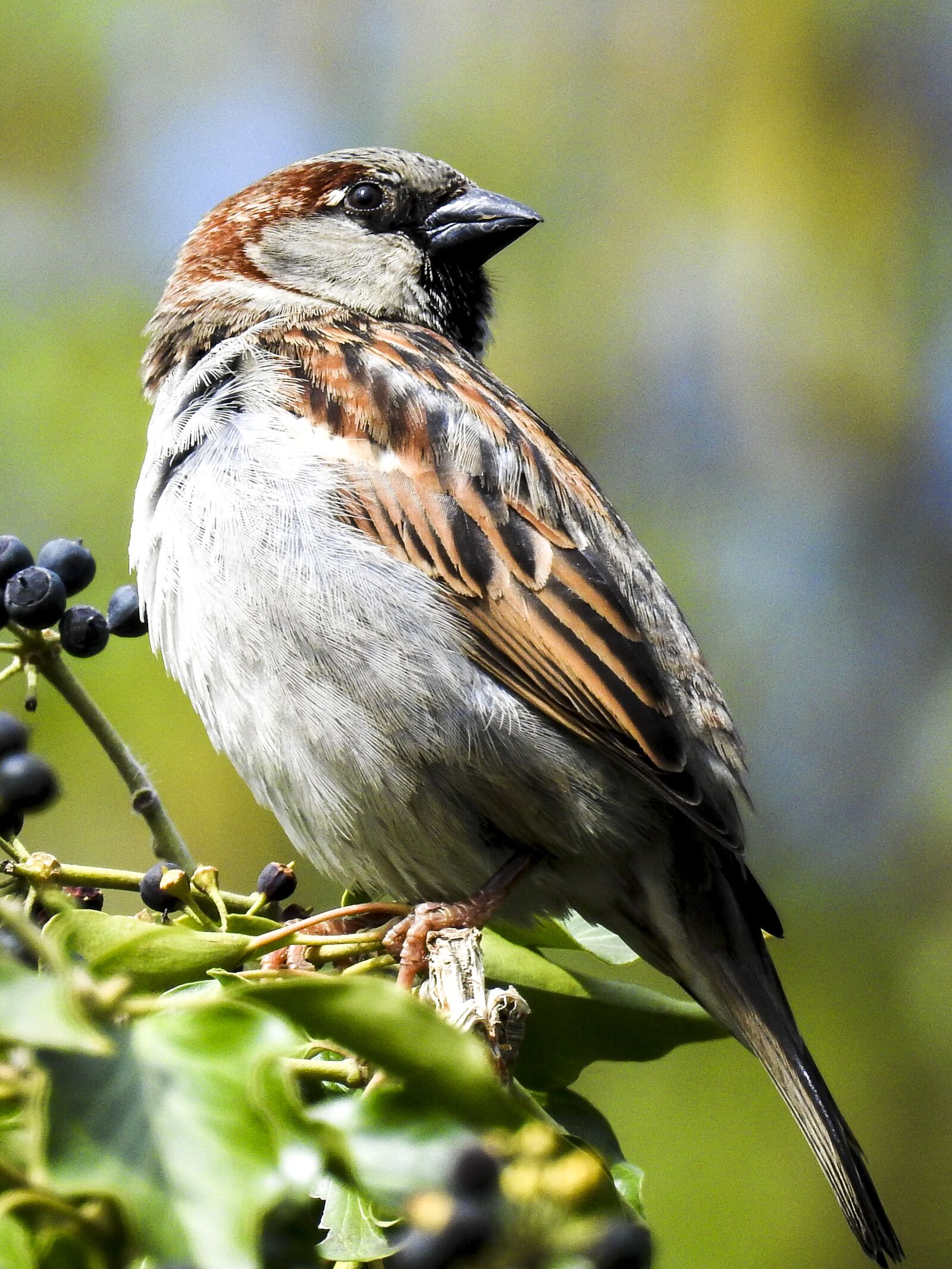 Nikon Coolpix P900 sample photo. Sparrow, sperling, house sparrow photography