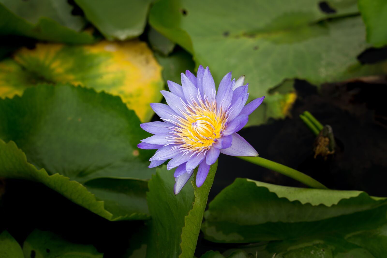 Canon EF 100mm F2.8L Macro IS USM sample photo. Water lily, nuphar lutea photography