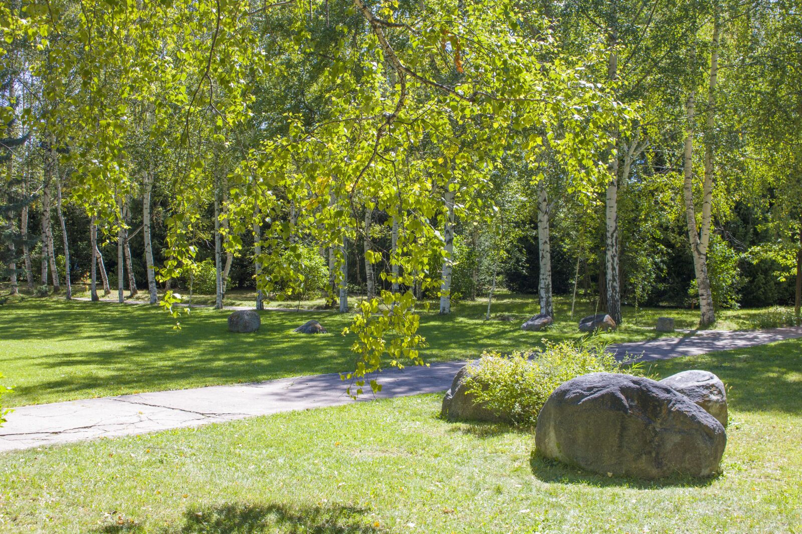 Canon EOS 750D (EOS Rebel T6i / EOS Kiss X8i) sample photo. Forest, summer, landscape photography