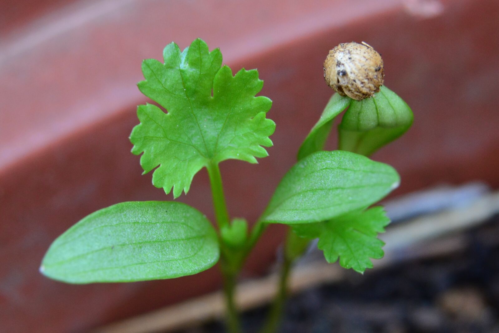 Nikon D5200 sample photo. Coriander, germinating, coriandrum sativum photography