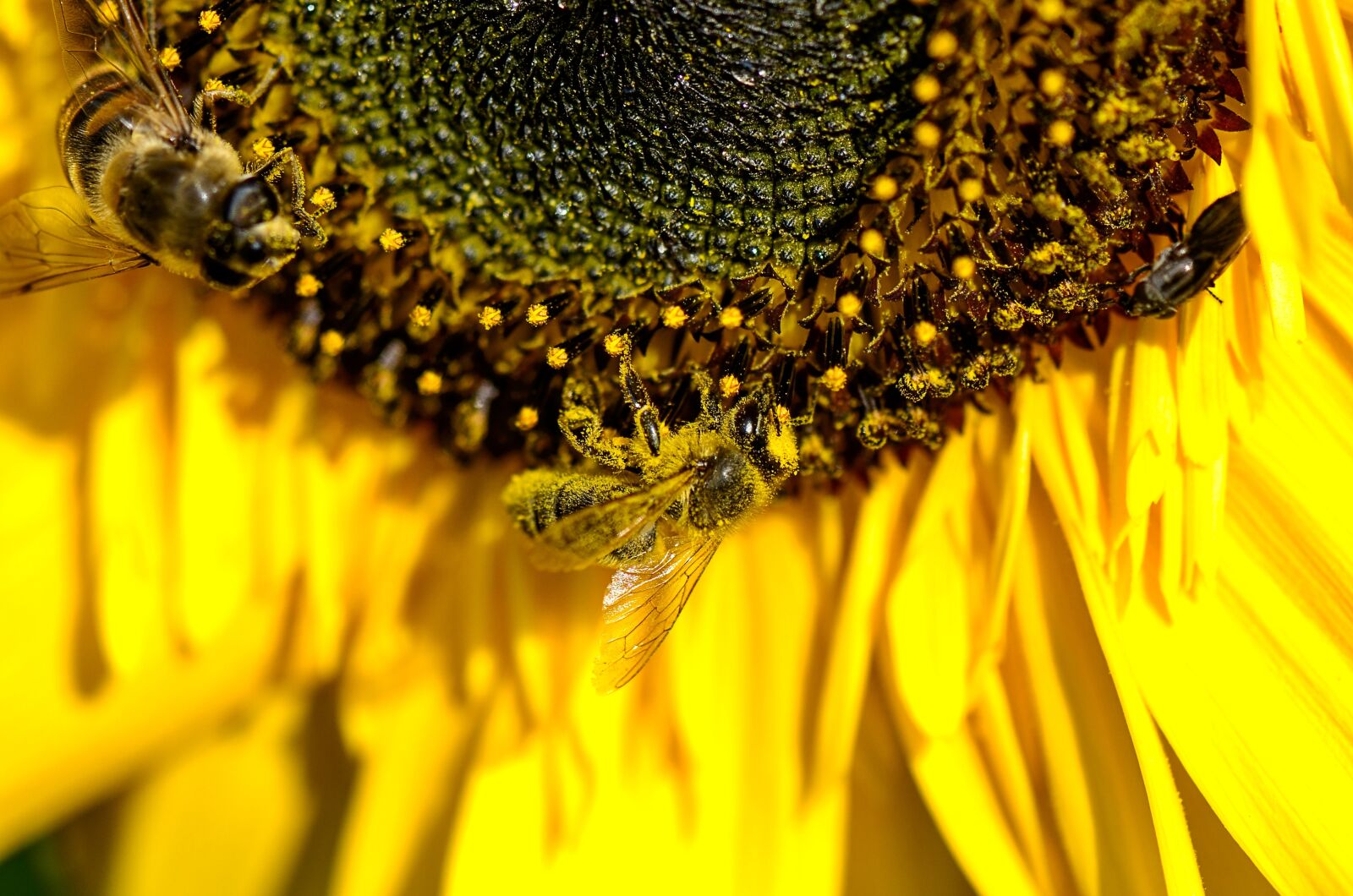 Nikon D7000 sample photo. Bee, pollination, nectar photography
