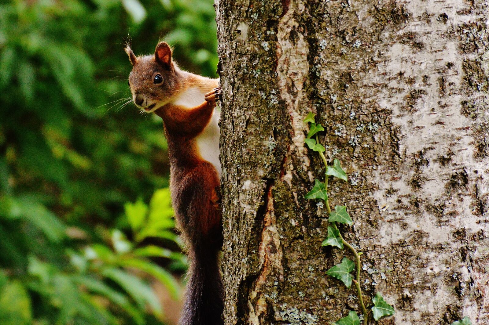 Nikon D3200 sample photo. Squirrel, nager, cute photography
