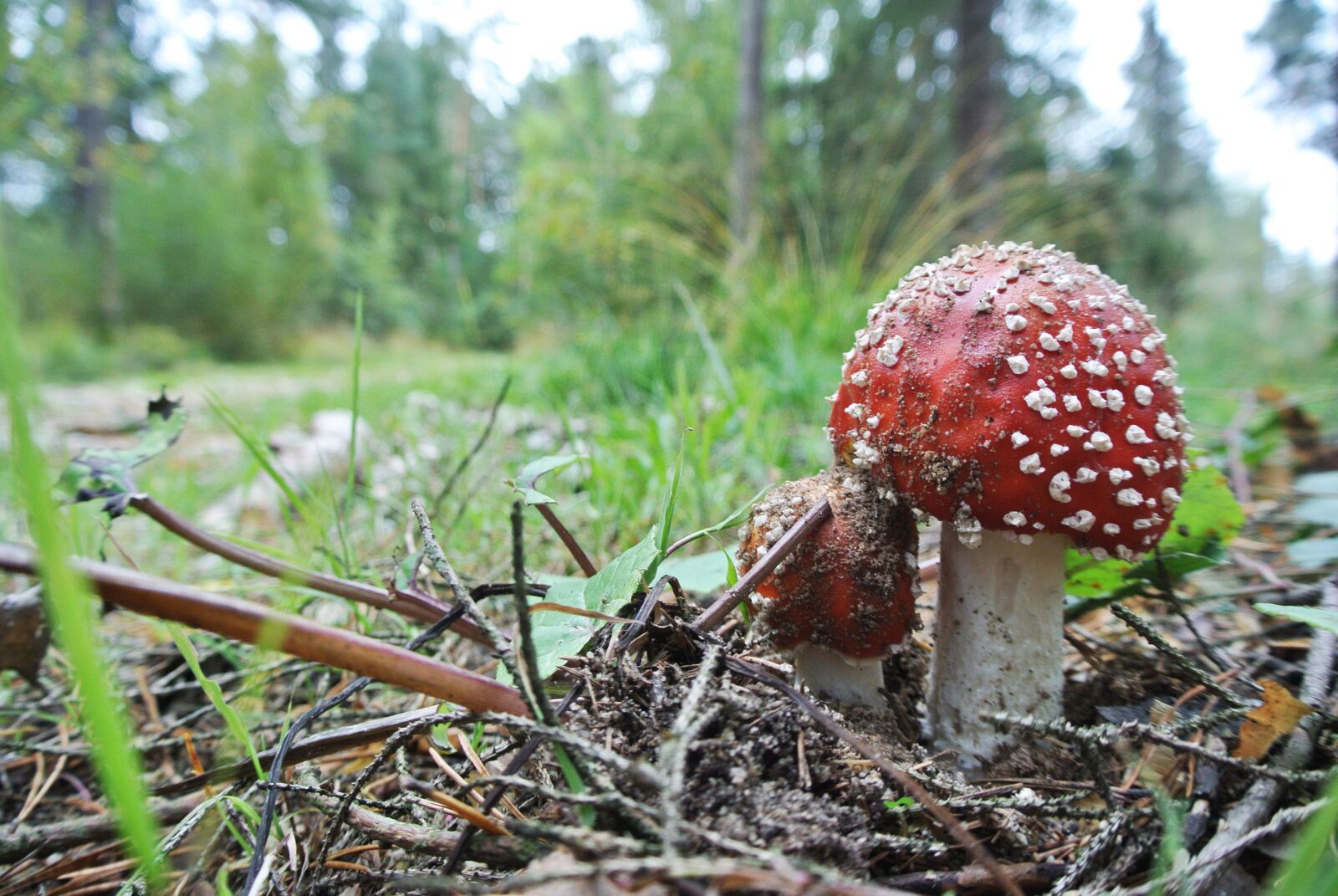 Nikon 1 Nikkor VR 10-30mm F3.5-5.6 sample photo. Forest, nature, autumn photography