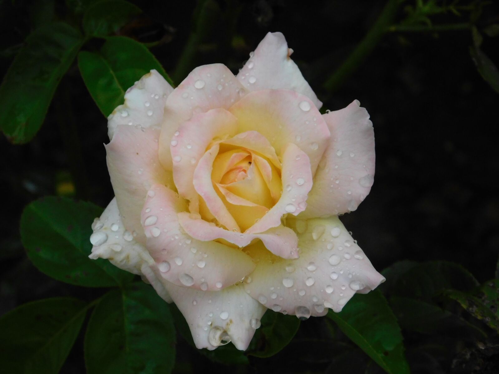 Nikon Coolpix L840 sample photo. Rose, flower, morning photography
