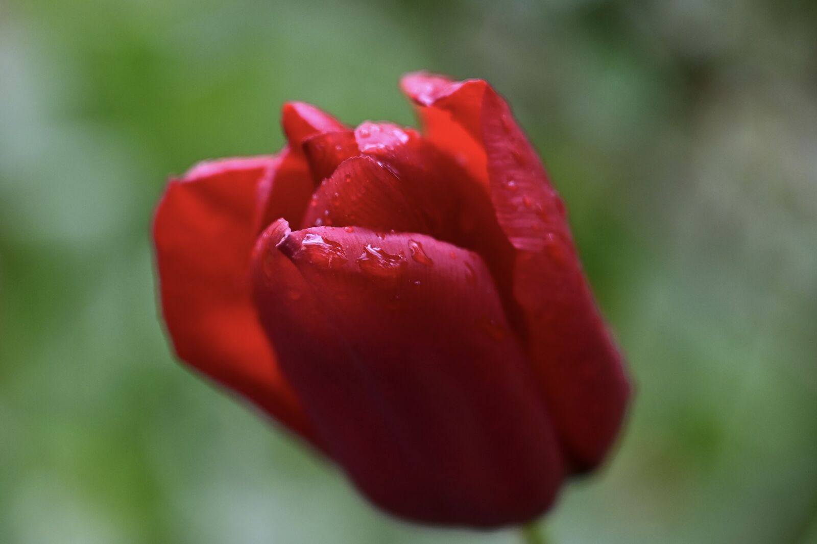 Nikon Z6 sample photo. Tulip, red, raindrop photography