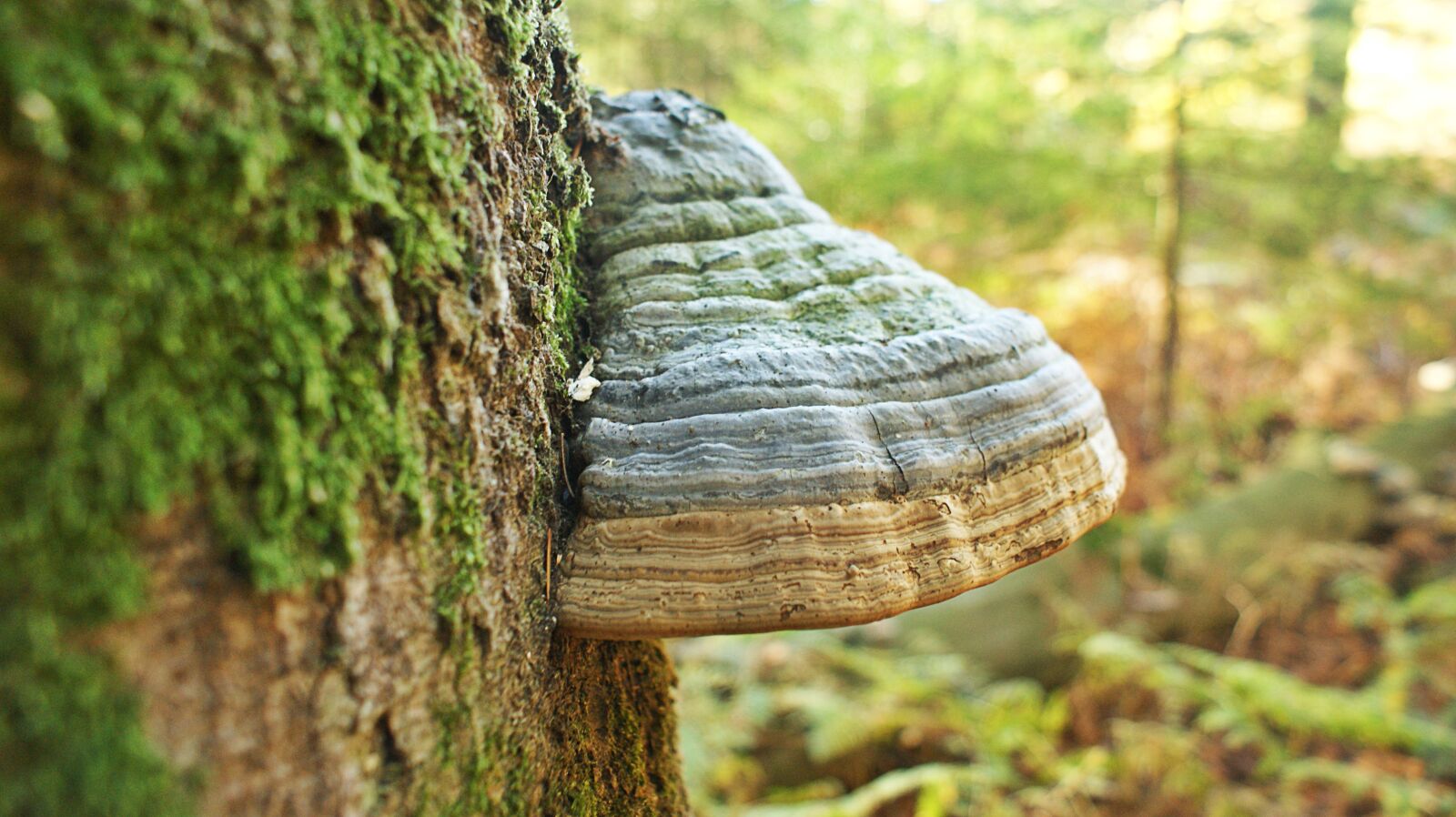Sony Alpha DSLR-A350 sample photo. Mushroom, forest, tree photography